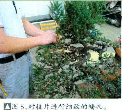 对盆景枝片进行细致的蟠扎
