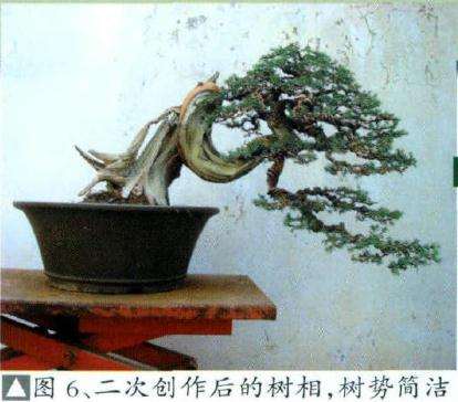 二次制作后的盆景树相