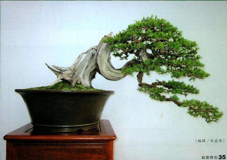 盆景制作完成后的正面效果