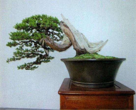 盆景放养半年后