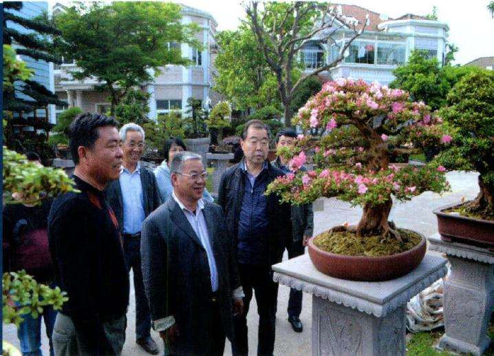 2014年又从日本引进杜鹃盆景百余盆