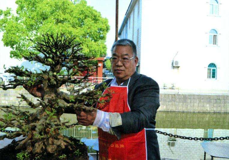 从事杜鹃盆景制作