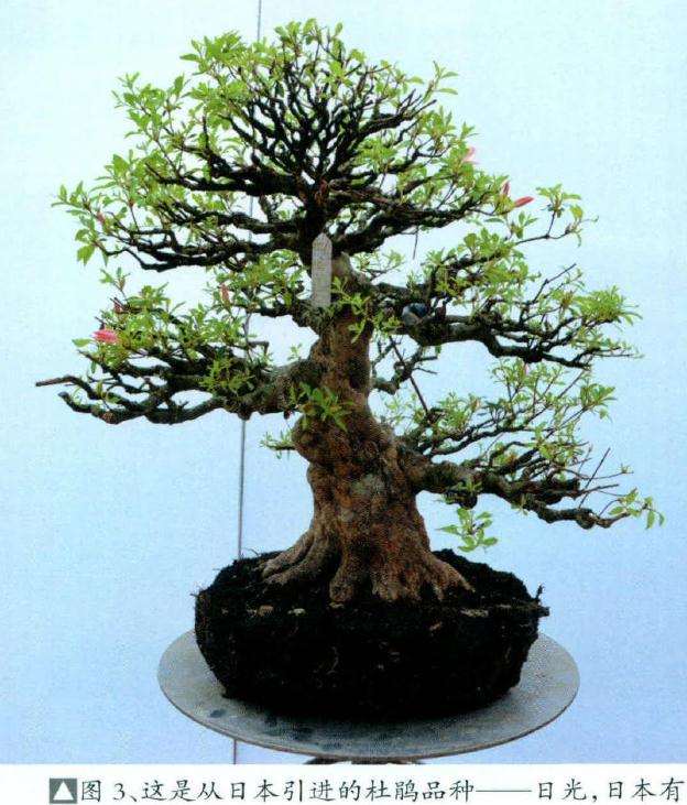这是从日本引进的杜鹃盆景品种