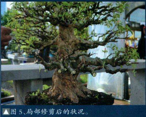 盆景局部修剪后的状况