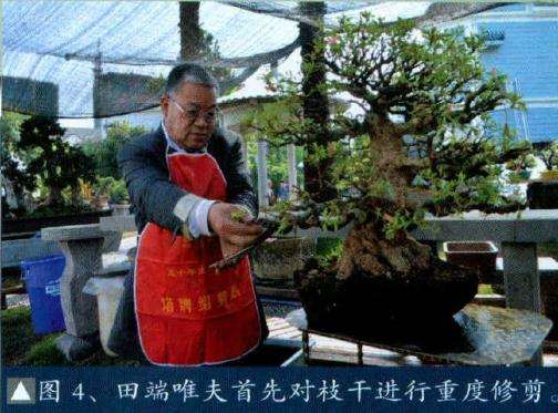 田端唯夫首先对枝干进行盆景重度修剪