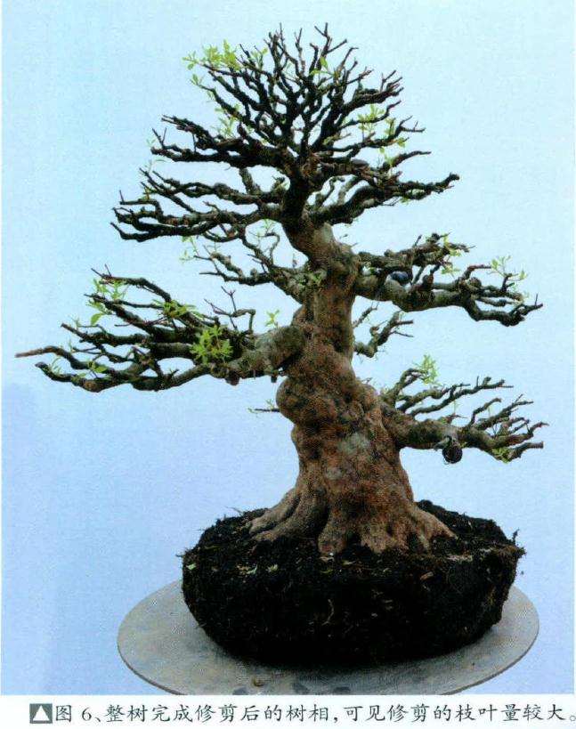 盆景修剪后的树相