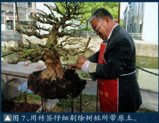 用盆景竹签仔细剔除树桩所带的原土