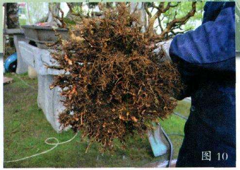 盆景仔细除去根须的土