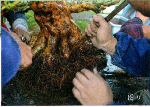 盆景仔细除去根须的土
