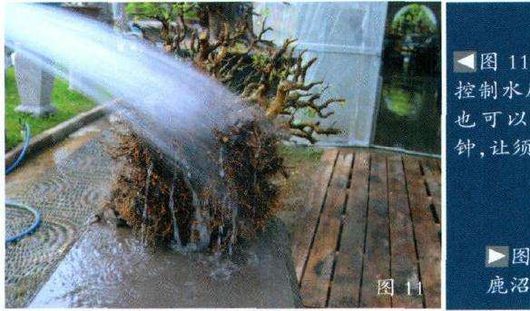 用盆景水冲洗根部