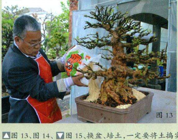 图解 日本杜鹃盆景怎样洗根换盆的方法