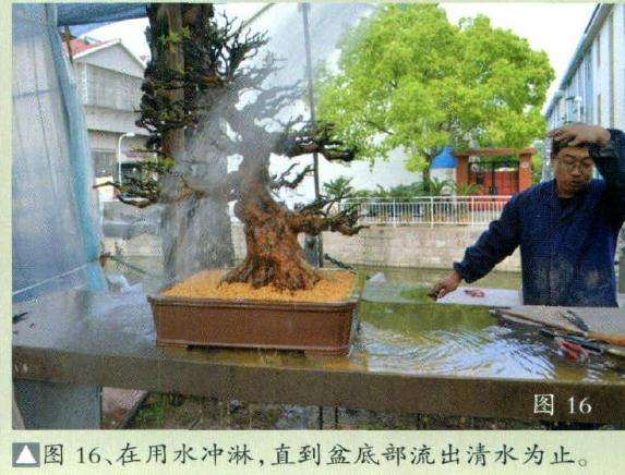 在用水冲淋盆景