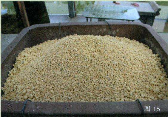 一定要将盆景土捣实