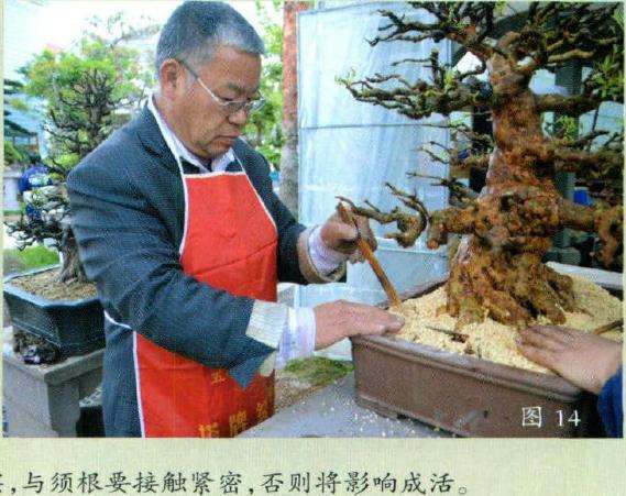 图解 日本杜鹃盆景怎样洗根换盆的方法