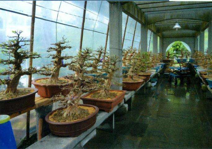 盆景完成换盆后进湿润