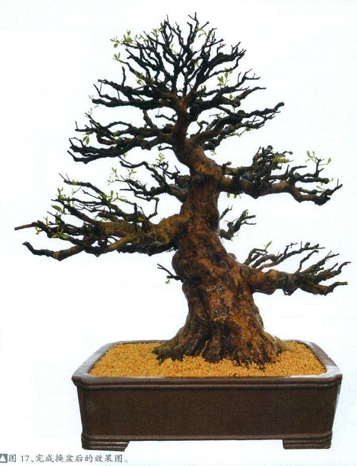 盆景完成换盆后的效果图