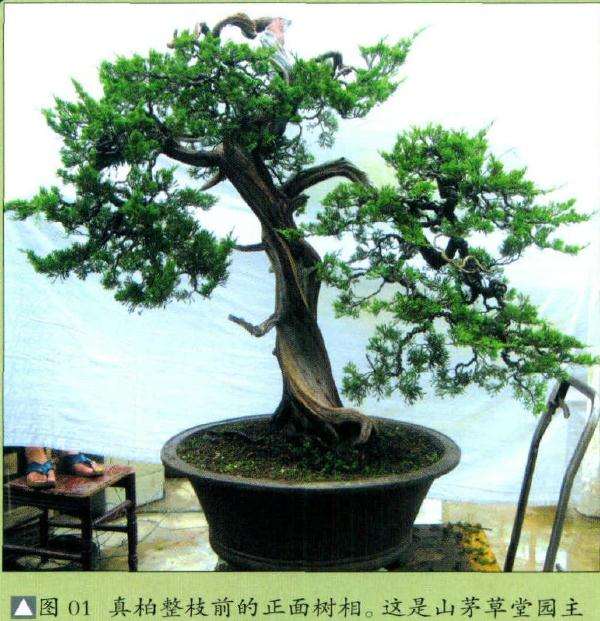 真柏整枝前的正面树相