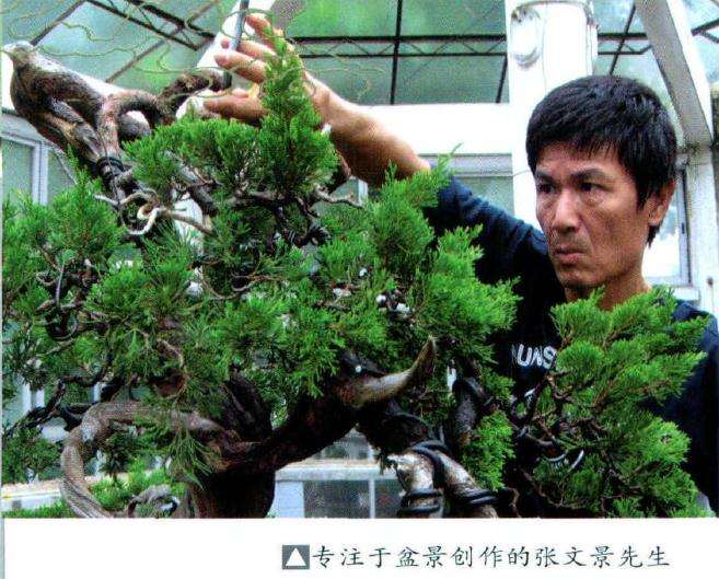 真柏盆景经过长时间的养护