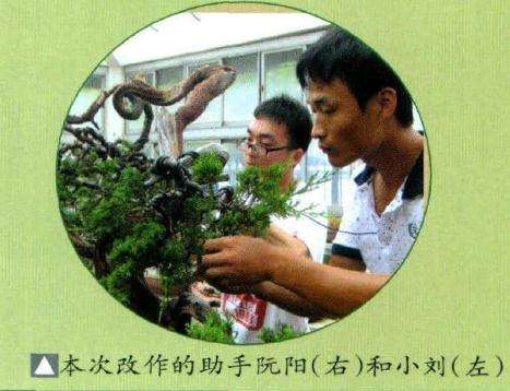 本次制作盆景的助手阮阳