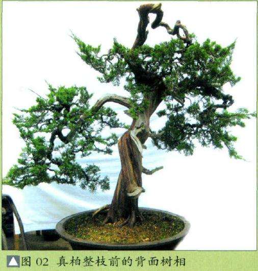 真柏整枝前的背面树相