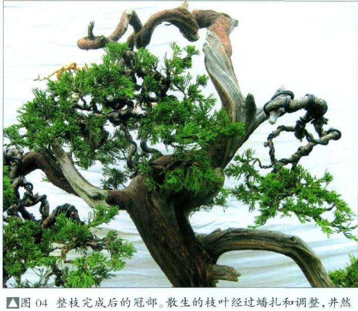 盆景整枝完成后的冠部