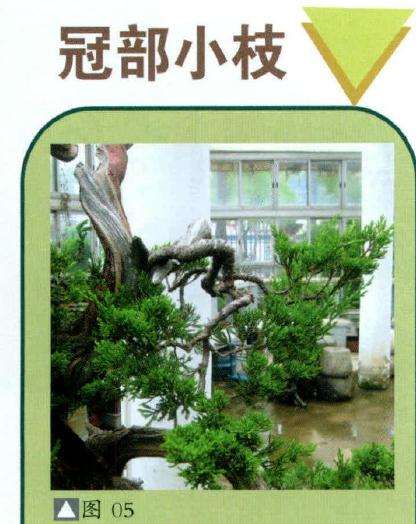盆景冠部小枝的整形过程
