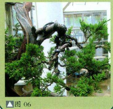 盆景冠部小枝的整形过程