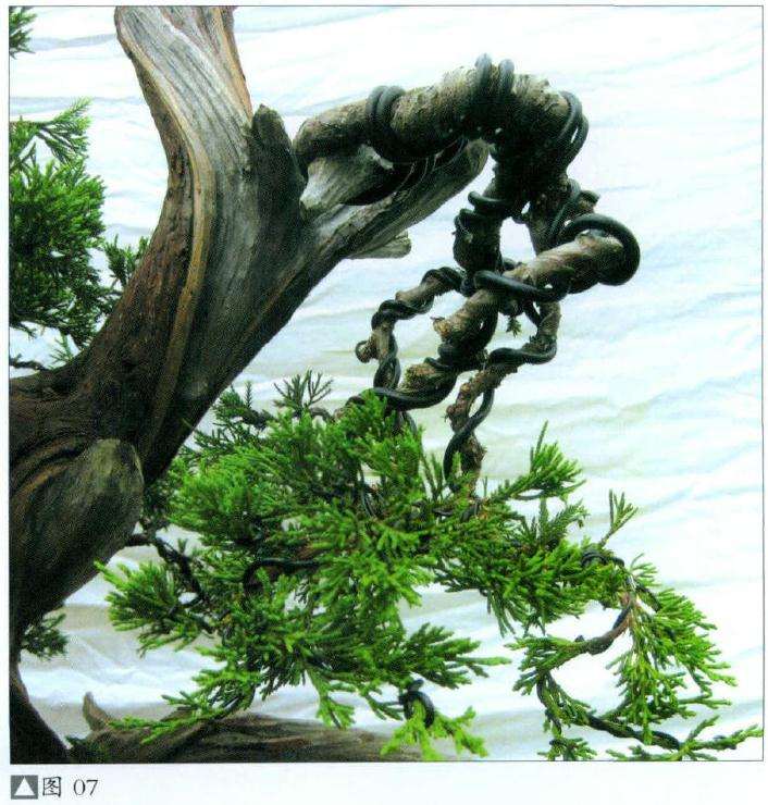 盆景冠部小枝的整形过程