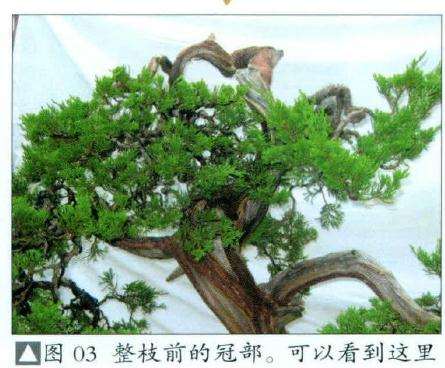 盆景整枝前的冠部