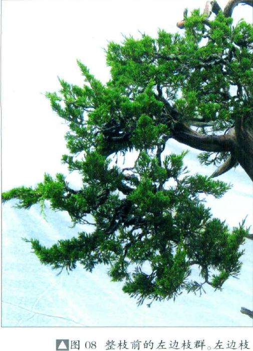 盆景整枝前的左边枝群
