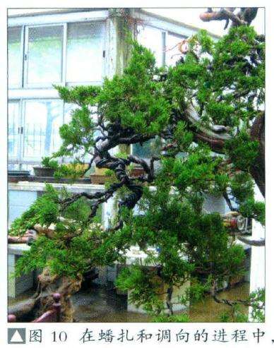 盆景蟠扎和调向的进程中