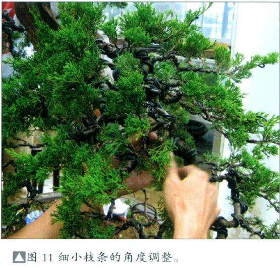 盆景细小支条的角度调整