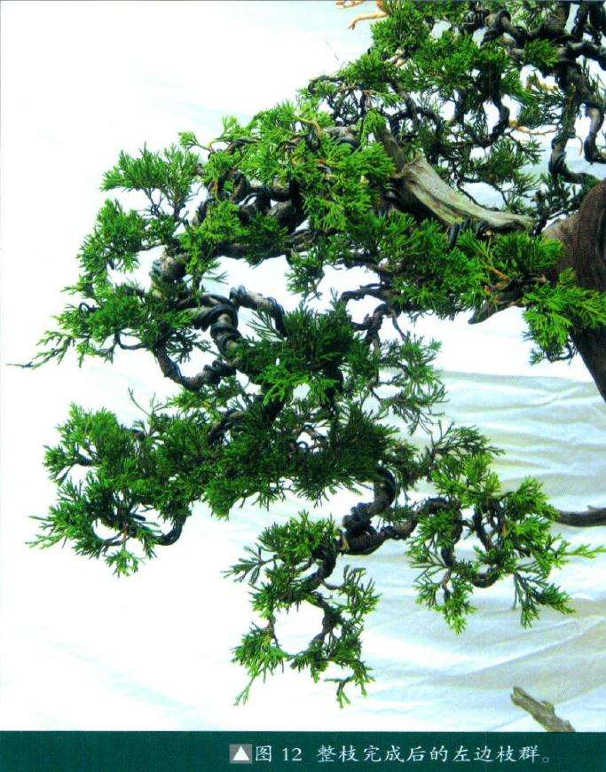 盆景整枝完成后