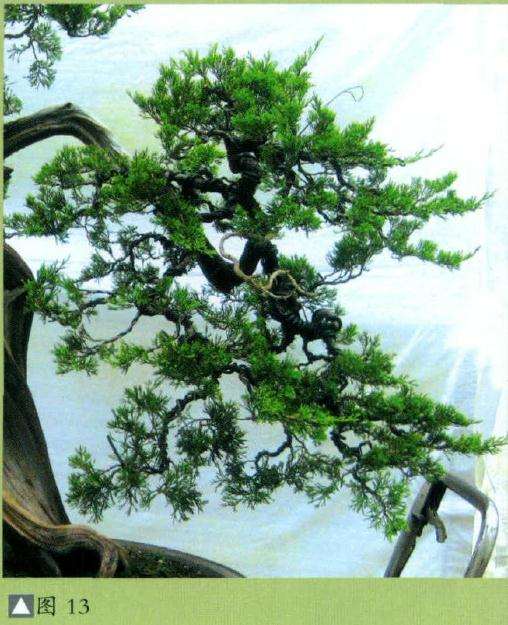 盆景右边枝群的整形前后对比