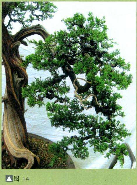 盆景右边枝群的整形前后对比