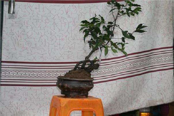 雄金弹子盆景怎么嫁接的5个问题