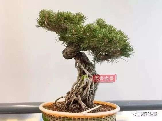 一棵提根黑松盆景的造型过程