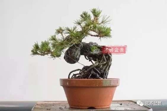 图解 提根黑松盆景怎么造型的5个过程