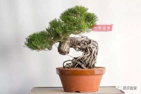 一棵提根黑松盆景的造型过程