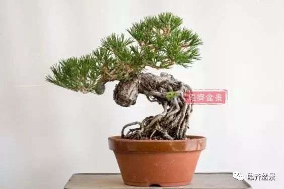 图解 提根黑松盆景怎么造型的5个过程