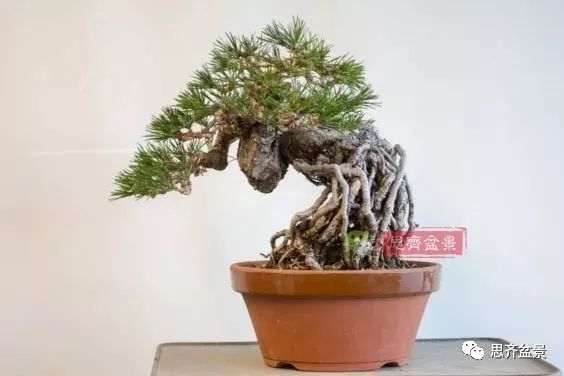 图解 提根黑松盆景怎么造型的5个过程