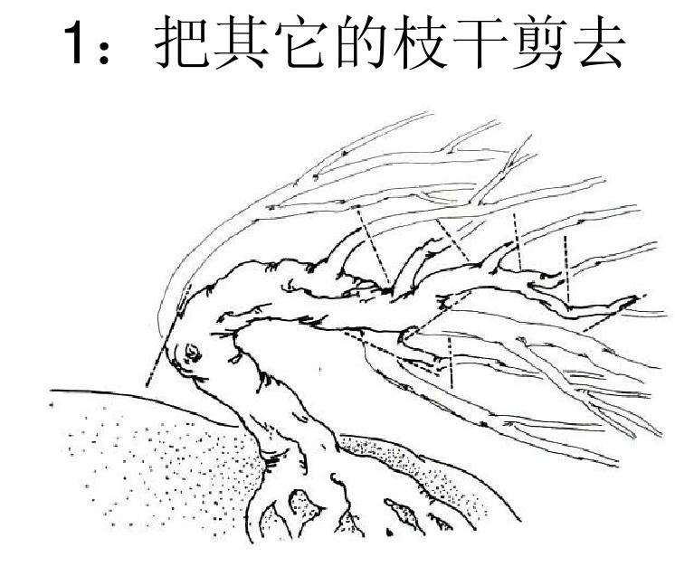 图解 朴树卧干式盆景的制作 8幅