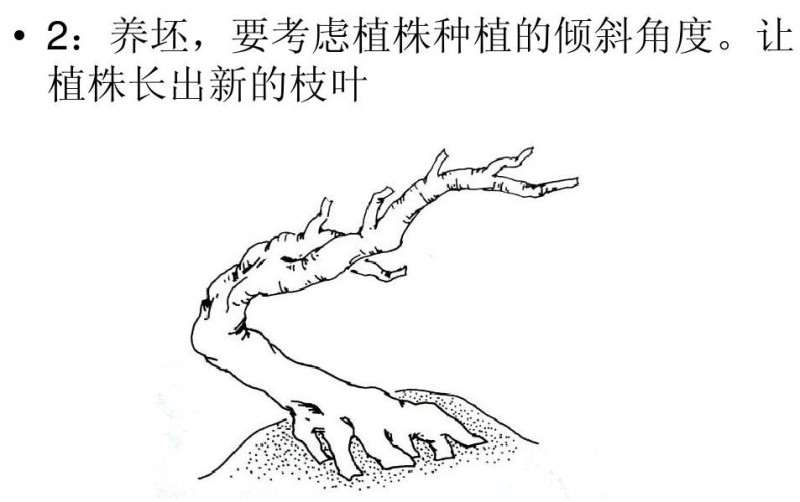 图解 朴树卧干式盆景的制作 8幅