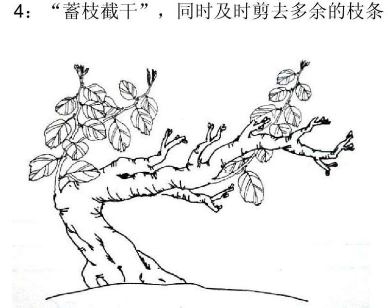 图解 朴树卧干式盆景的制作 8幅