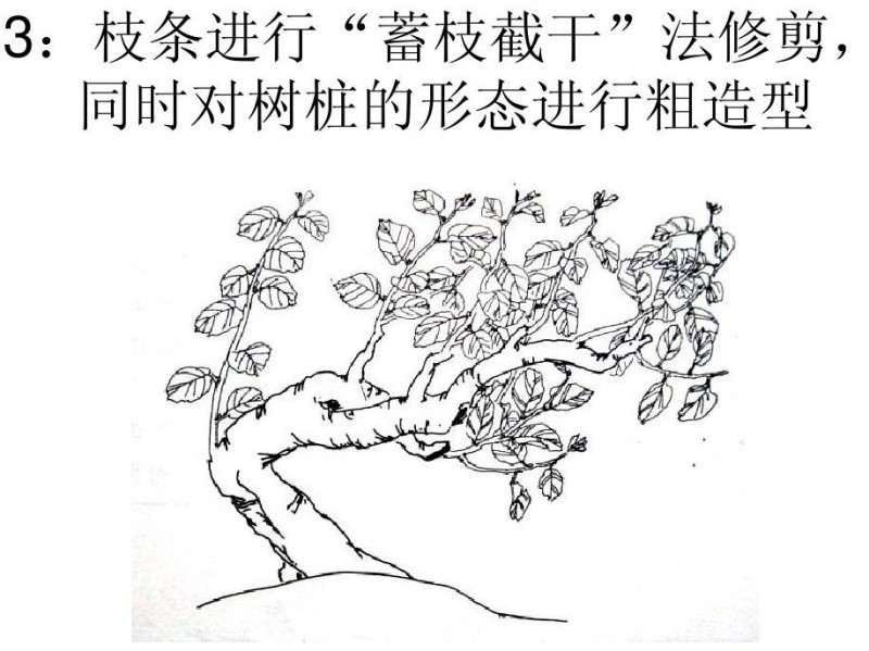 图解 朴树卧干式盆景的制作 8幅