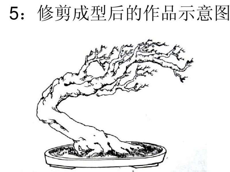 图解 朴树卧干式盆景的制作 8幅