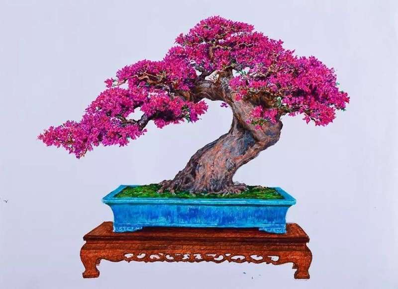 三角梅盆景土板结了 怎么换土