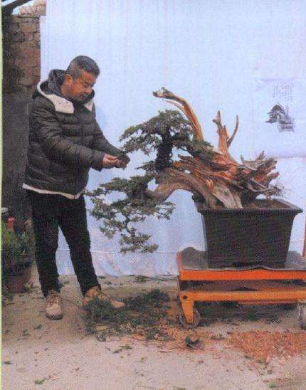 图解 层云叠翠盆景怎么制作的13个过程