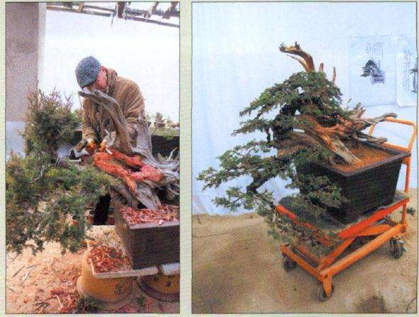 图解 层云叠翠盆景怎么制作的13个过程