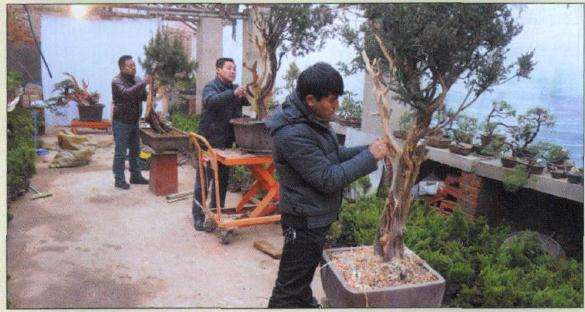 图解 层云叠翠盆景怎么制作的13个过程